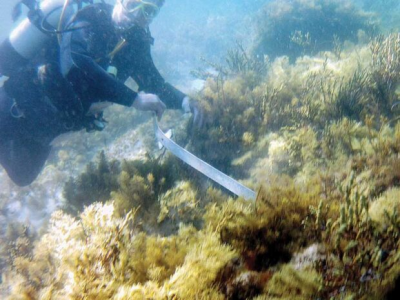 Gaining Skills for Citizen Science