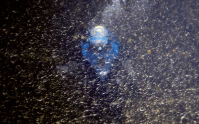 Tiny Animals of Critical Importance