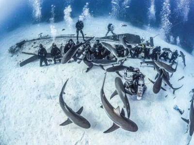 Feeding Shark Conservation