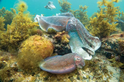 When citizen scientists get angry