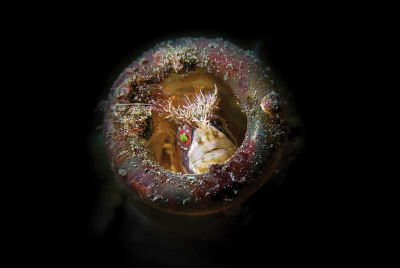 Diving Under the Dock of the Bay