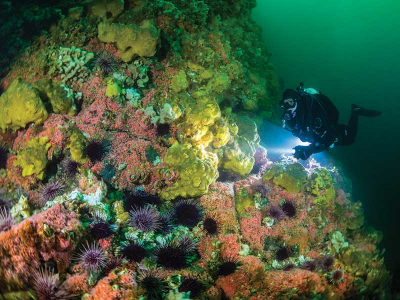 Diving Discovery Passage, BC