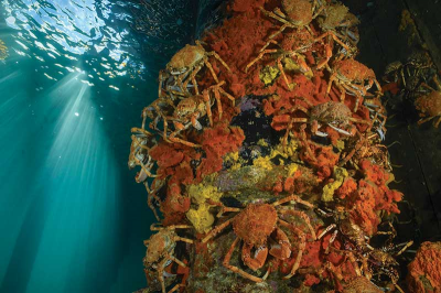 Soft-shell crab anyone?