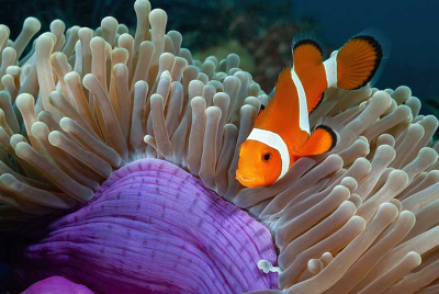 Are You Subject-Obsessive?