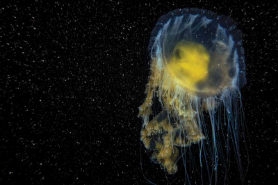 Divers and jelly stings