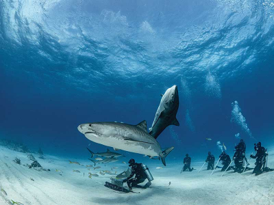 Choosing a shark diving operator