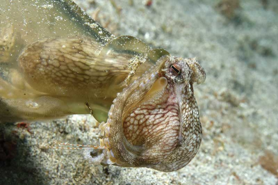 How many clicks are too many?