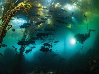 The Forests of the Sea