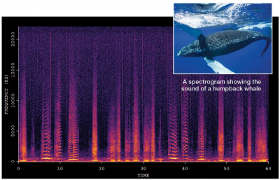 The (not so) Silent World