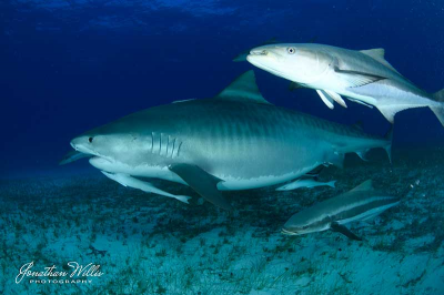 Teenage Lessons from Tiger Beach