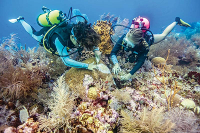 SCTLD: The other pandemic