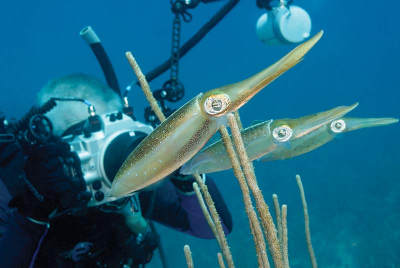 Two Heads Are Better Than One