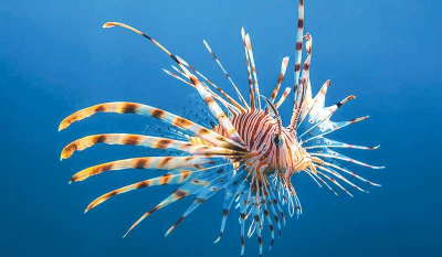 Lionfish Stings
